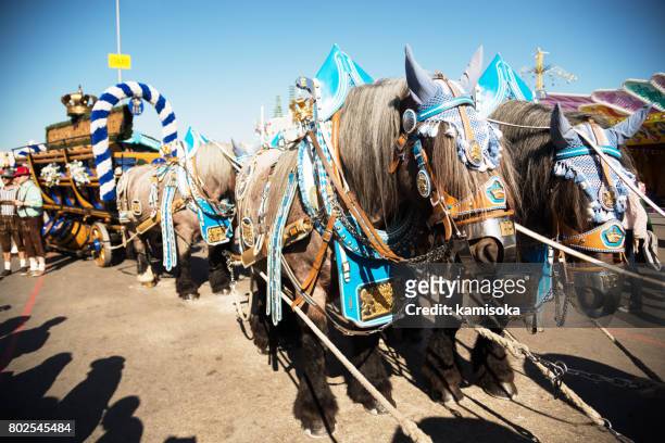 decorated thoroughbred horses at the oktoberfest in munich - bavaria flag stock pictures, royalty-free photos & images