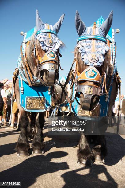 decorated thoroughbred horses at the oktoberfest in munich - bavaria flag stock pictures, royalty-free photos & images