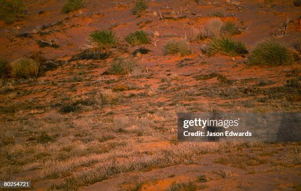 innamincka regional reserve, south australia, australia. - wild dog stock pictures, royalty-free photos & images