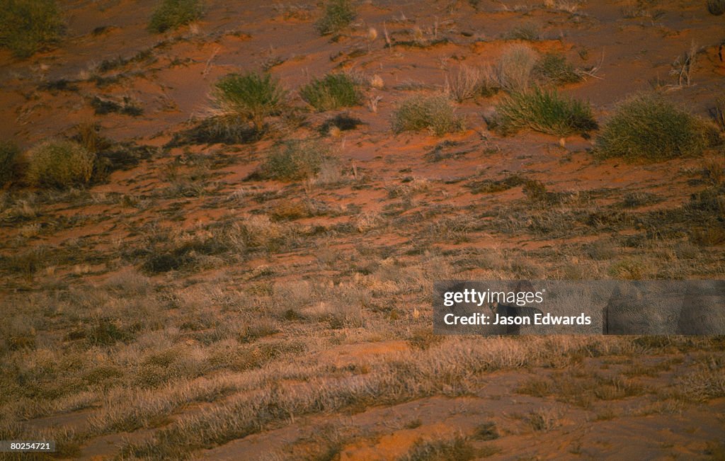 Innamincka Regional Reserve, South Australia, Australia.