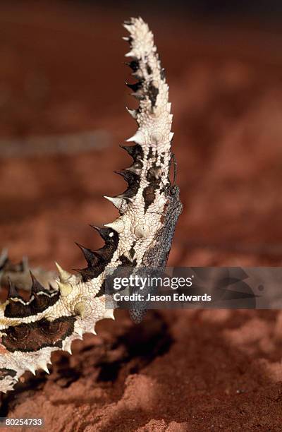 unnamed conservation park, south australia, australia. - diabo espinhoso imagens e fotografias de stock
