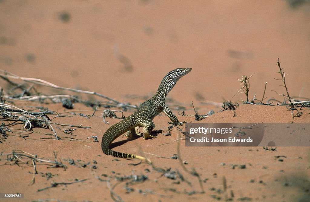 Innamincka Regional Reserve,Coongie Lake region, South Australia, Australia.
