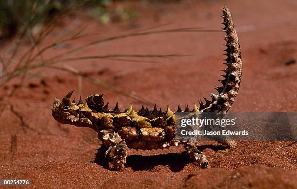 unnamed conservation park, south australia, australia. - thorny devil lizard stock pictures, royalty-free photos & images