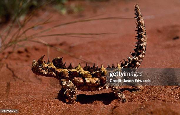 unnamed conservation park, south australia, australia. - diabo espinhoso imagens e fotografias de stock