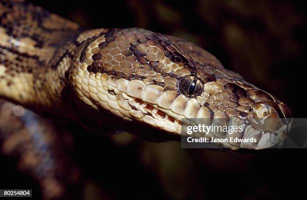 victoria, australia. - carpet python stock pictures, royalty-free photos & images