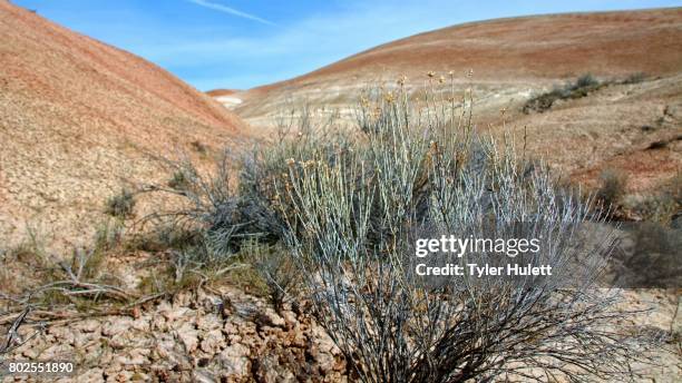 471 Spring Basin Wilderness Stock Photos, High-Res Pictures, and Images ...
