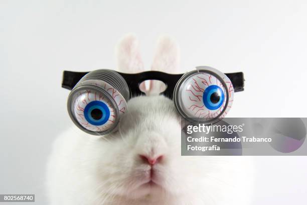 rabbit with glasses and bulging eyes - monacle glasses stock pictures, royalty-free photos & images