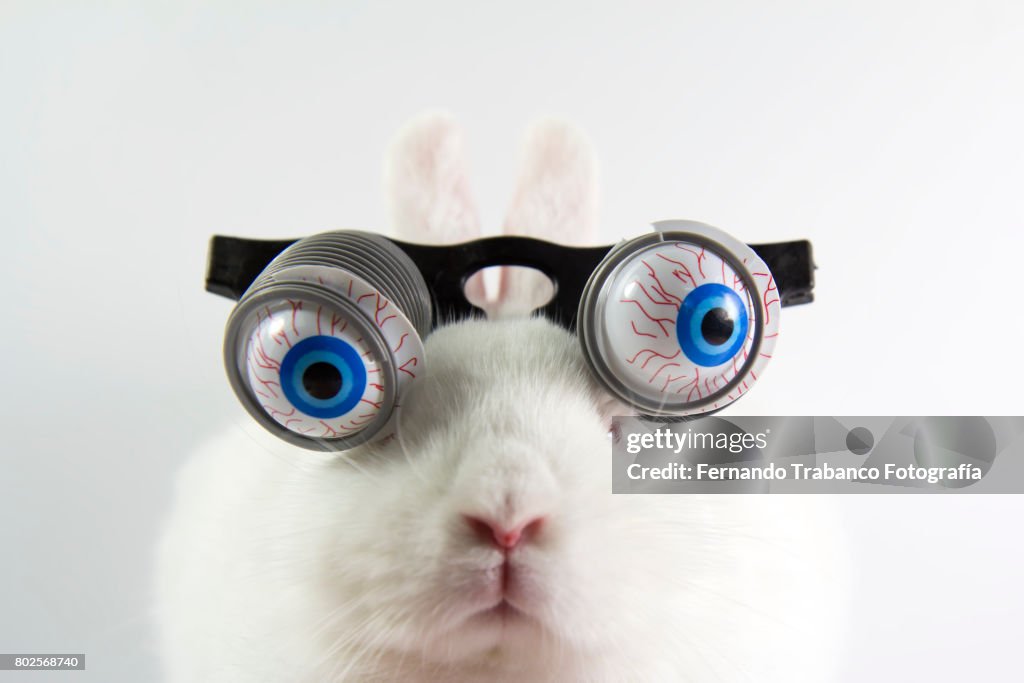Rabbit with glasses and bulging eyes