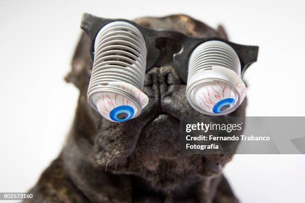 dog with glasses and bulging eyes - happy birthday nerd stock pictures, royalty-free photos & images