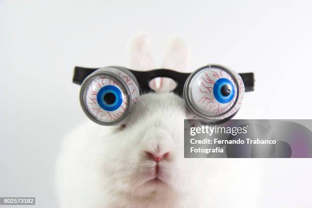 rabbit with glasses and bulging eyes - rabbit fever stock pictures, royalty-free photos & images