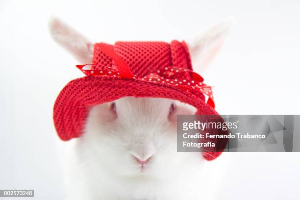 rabbit with red hat - rabbit beach - fotografias e filmes do acervo