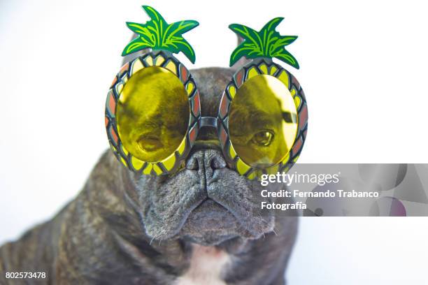 dog with pineapple shaped sunglasses - miope and humor fotografías e imágenes de stock