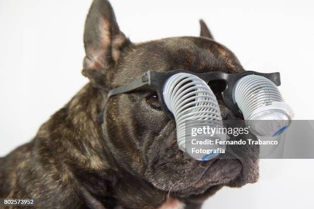 dog with glasses and bulging eyes - happy birthday nerd stock pictures, royalty-free photos & images