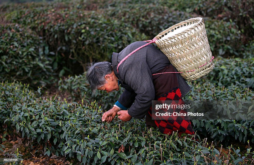 Snow Disaster Hinders Tea Production In Chongqing