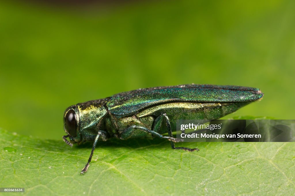 Left Side View of an Emerald Ash Borer