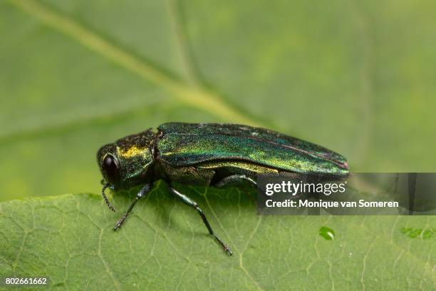 emerald ash borer (agrilus planipennis) - emerald ash borer stock pictures, royalty-free photos & images