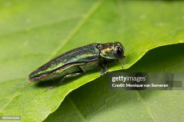 right side view of the emerald ash borer - emerald ash borer beetle stockfoto's en -beelden