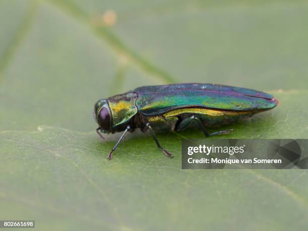 emerald ash borer close-up in natural light - emerald ash borer photos et images de collection