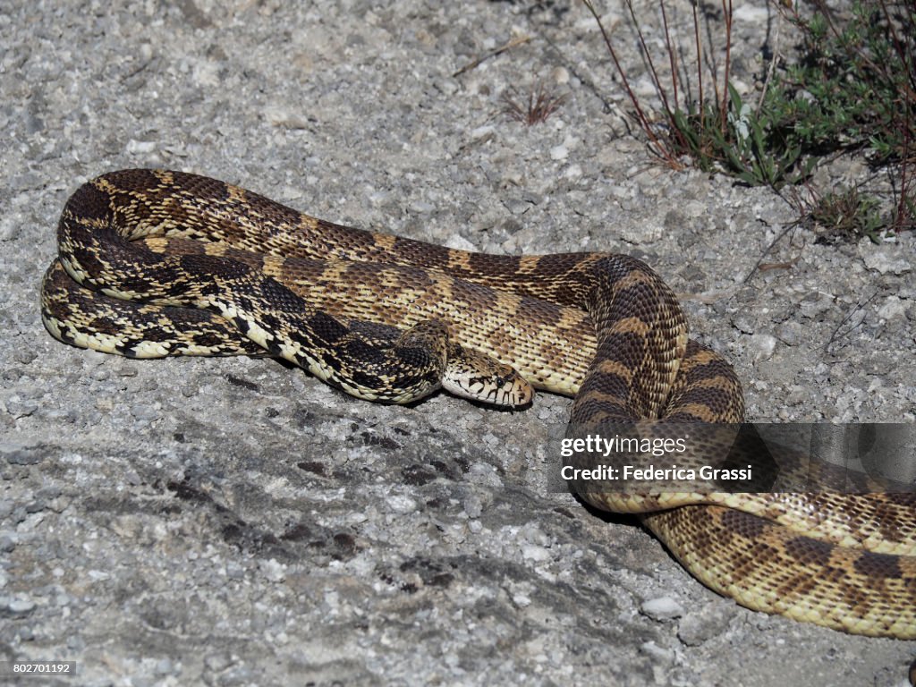 Two Bullsnakes (Pituophis catenifer), Yellowstone National Park, Wyoming