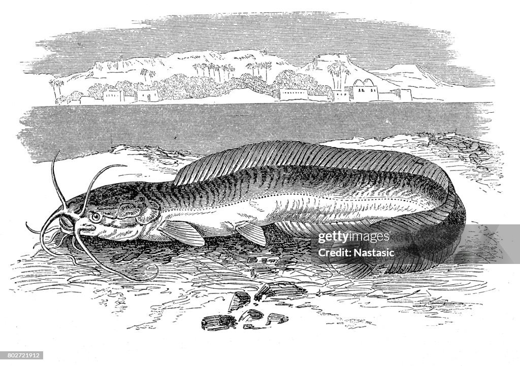 Clarias anguillaris , catfish also known as the mudfish