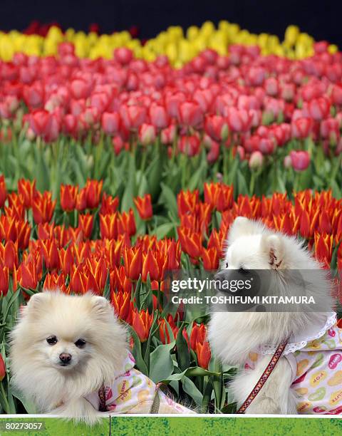 Pomeranians pose inside the tulip garden as some 100,000 tulips decorate the Marunouchi shopping district in central Tokyo on March 17, 2008. The...