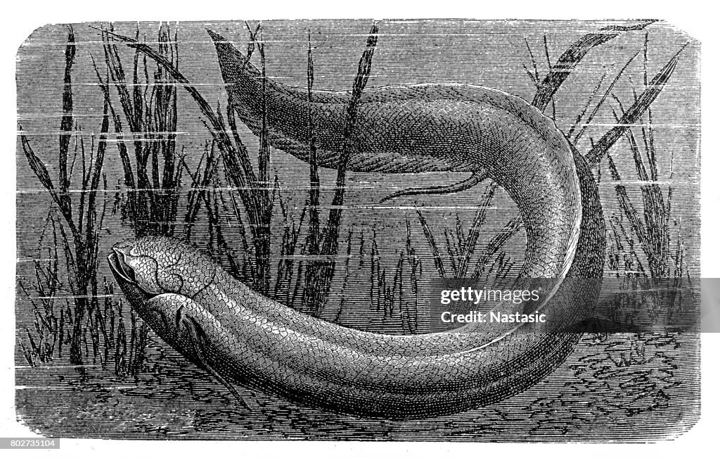 The South American lungfish (Lepidosiren paradoxa)