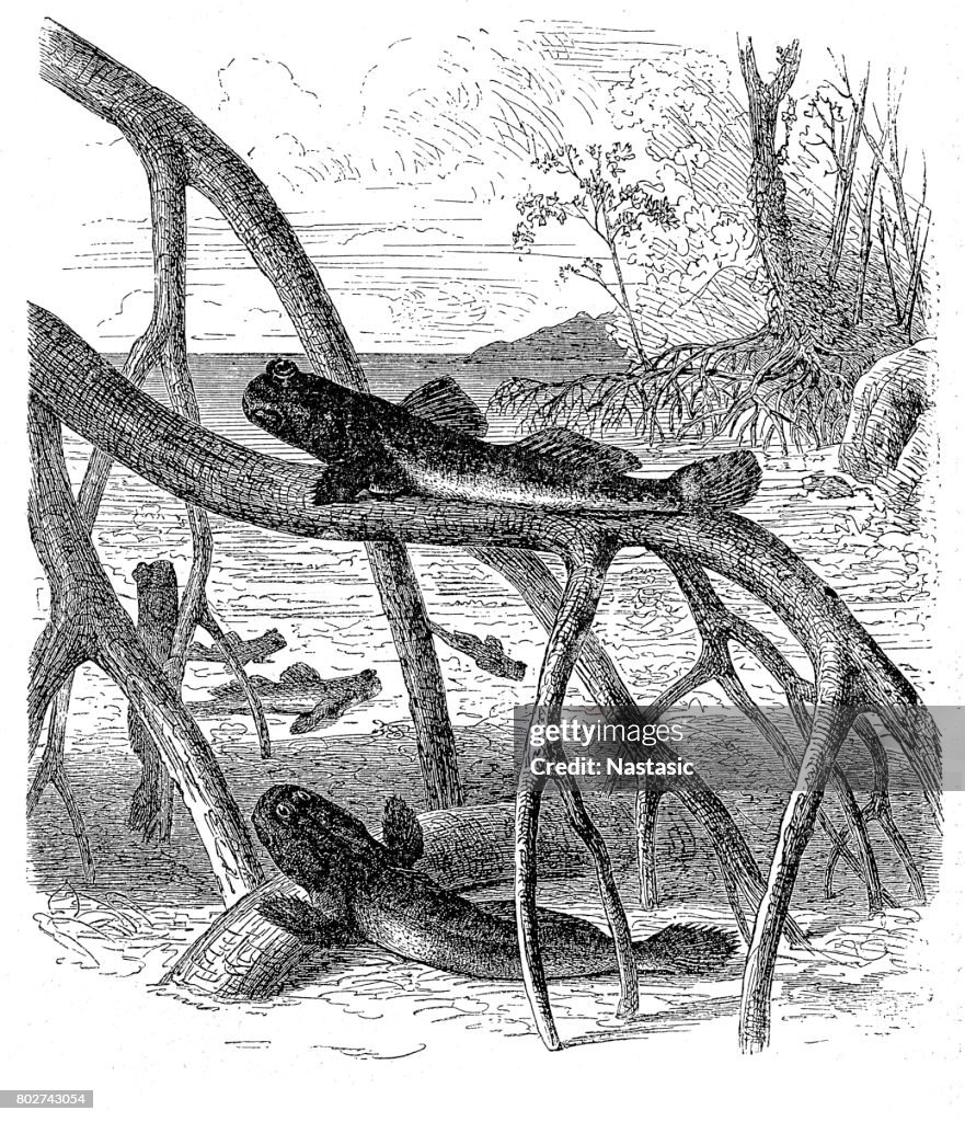 Atlantische mudskipper (Periophthalmus barbarus)