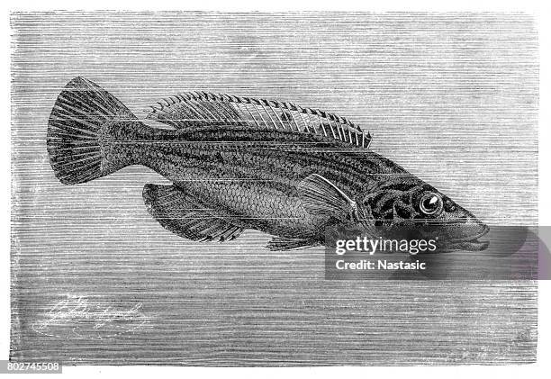 the cuckoo wrasse (labrus mixtus) - cuckoo wrasse stock illustrations