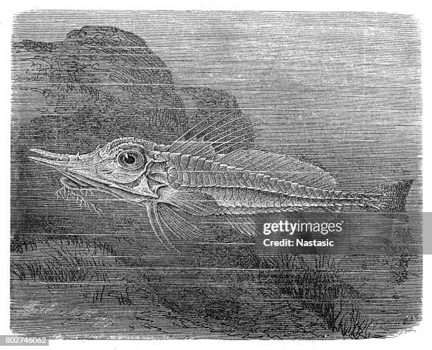 panzerfisch (peristethus cataphractum) - flathead lake stock illustrations