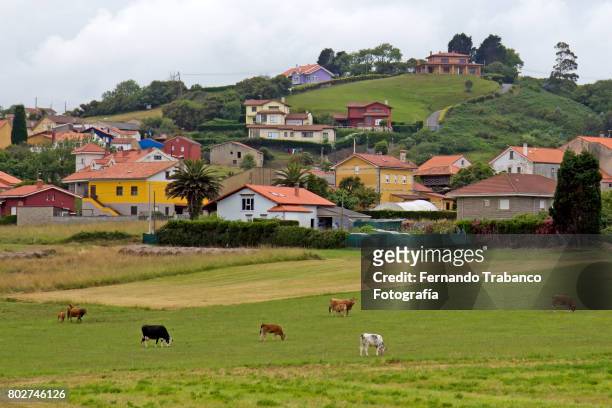 rural scene with meadows, cows and houses - provinz biscaya stock-fotos und bilder