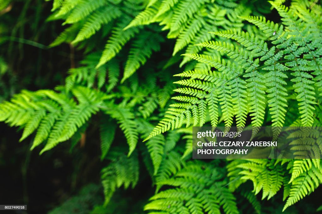 Green Fern