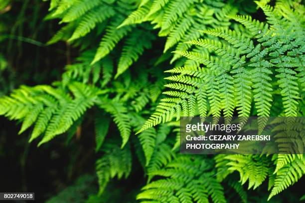 green fern - pteropsida stock pictures, royalty-free photos & images