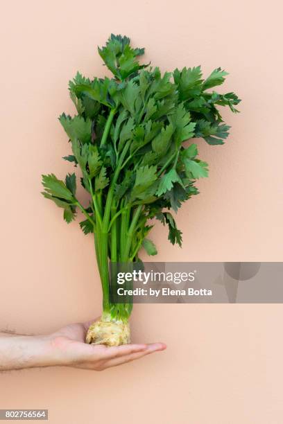 celeriac on hand - celeriac ストックフォトと画像