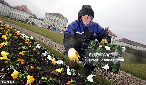 Municipal gardener Gerhard Hinterseer plants pansies in front of Nymphenburg Castle during rain on March 18, 2008 in Munich, Germany. The weather...