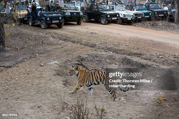 indian tiger (bengal tiger) (panthera tigris tigris), bandhavgarh national park, madhya pradesh state, india, asia - bandhavgarh national park stock pictures, royalty-free photos & images