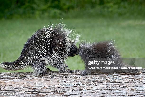 porcupine (erethizon dorsatum) mother and baby, in captivity, sandstone, minnesota, united states of america, north america - baby porcupines stockfoto's en -beelden