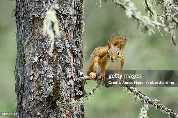red squirrel (tamiasciurus hudsonicus), custer state park, south dakota, united states of america, north america - american red squirrel stock pictures, royalty-free photos & images