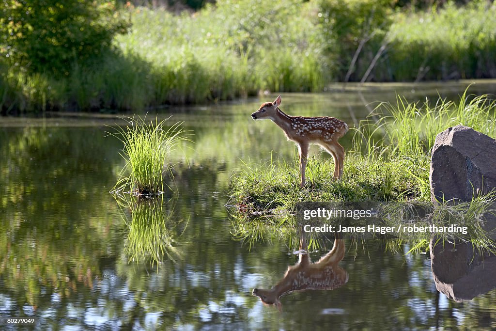 Whitetail deer (Odocoileus virginianus) fawn with reflection, in captivity, Sandstone, Minnesota, United States of America, North America