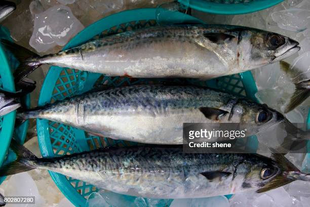 mackerels in the seafood market - upperdeck view stock pictures, royalty-free photos & images