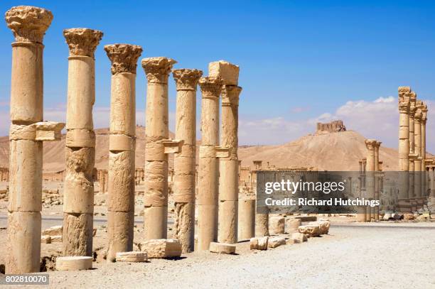 the great colonnade at palmyra was the main colonnaded avenue in the ancient city of palmyra in the syrian desert - palmera - fotografias e filmes do acervo