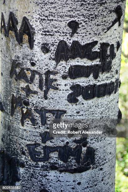 Initials and names carved in an aspen tree trunk in the Maroon Bells-Snowmass Wilderness of White River National Forest near Aspen, Colorado. This...