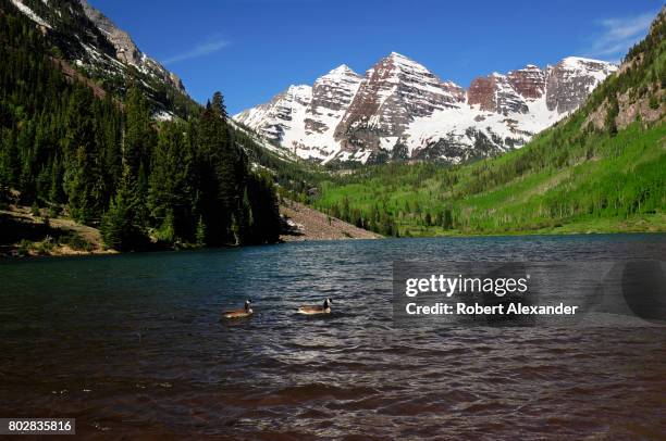 Pair of Canada geese swim in Maroon Lake near Aspen, Colorado. In the background are the Maroon Bells, two peaks in the Elk Mountains - Maroon Peak...