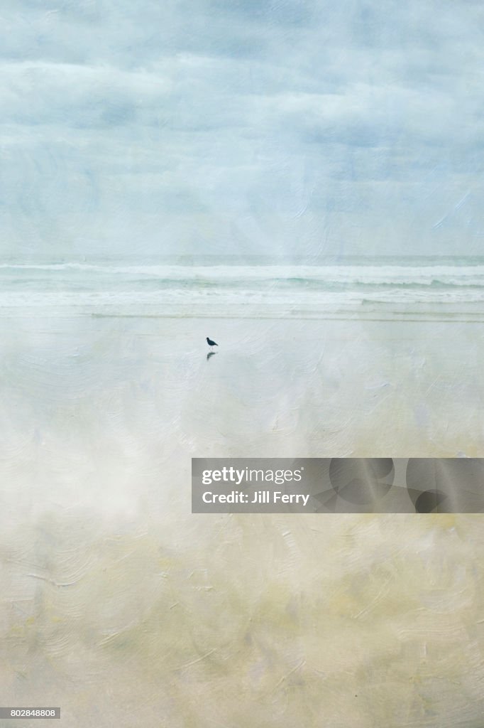 Gull on a beach