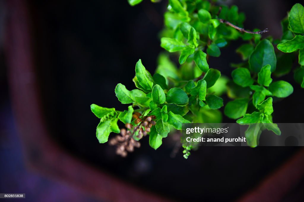 Holy Basil Plant (Ocimum tenuiflorum), Tulsi - An ayurvedic medicine