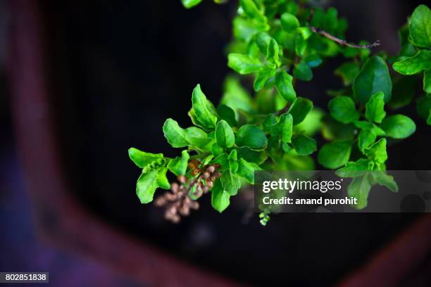 holy basil plant (ocimum tenuiflorum), tulsi - an ayurvedic medicine - tulsi stock pictures, royalty-free photos & images