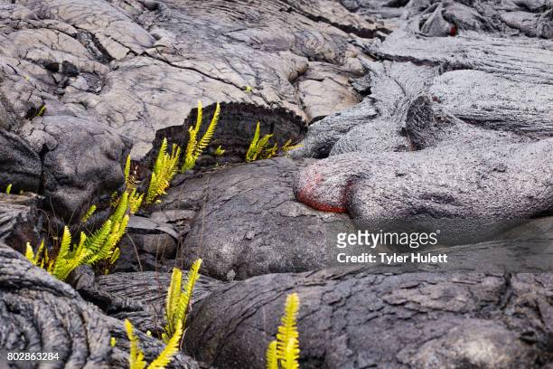 finger of lava approaches plants 1 - puu oo vent fotografías e imágenes de stock