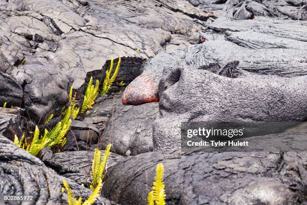 finger of lava approaches plants 2 - puu oo vent fotografías e imágenes de stock
