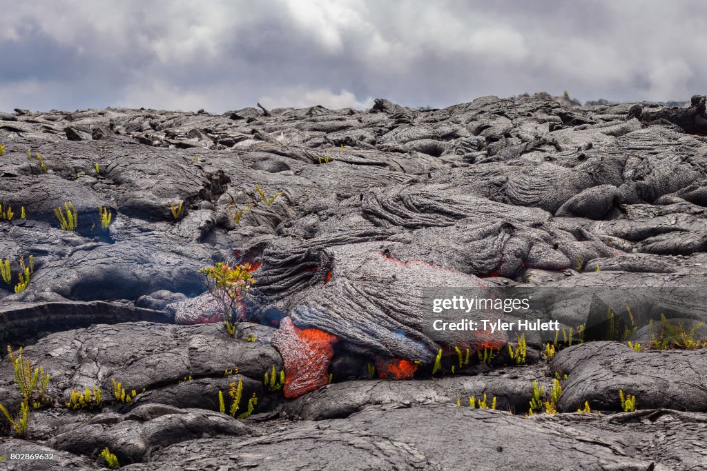 Perfect Ohia Lehua flower defies lava
