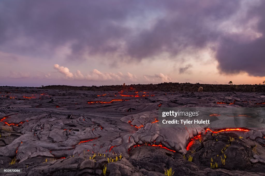 Finger of lava approaches plants