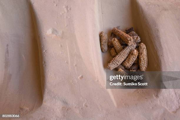 ancient corn cub on metate at monarch cave ruin in butler wash, comb ridge, ut - bears ears national monument stock-fotos und bilder